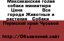 Мексиканская голая собака миниатюра › Цена ­ 53 000 - Все города Животные и растения » Собаки   . Пермский край,Чусовой г.